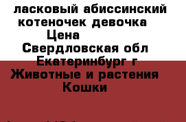 ласковый абиссинский котеночек(девочка) › Цена ­ 15 000 - Свердловская обл., Екатеринбург г. Животные и растения » Кошки   